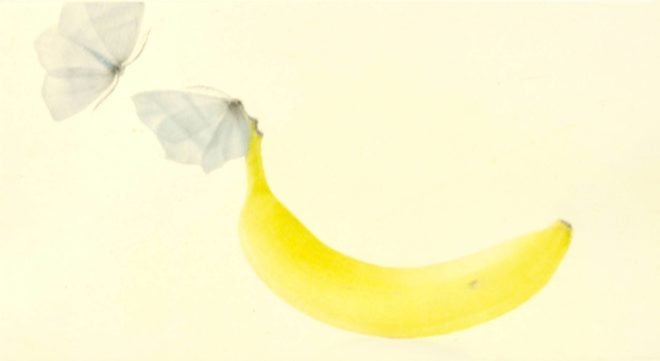Mikio Watanabé. Une banane. 2014. Manière noire.