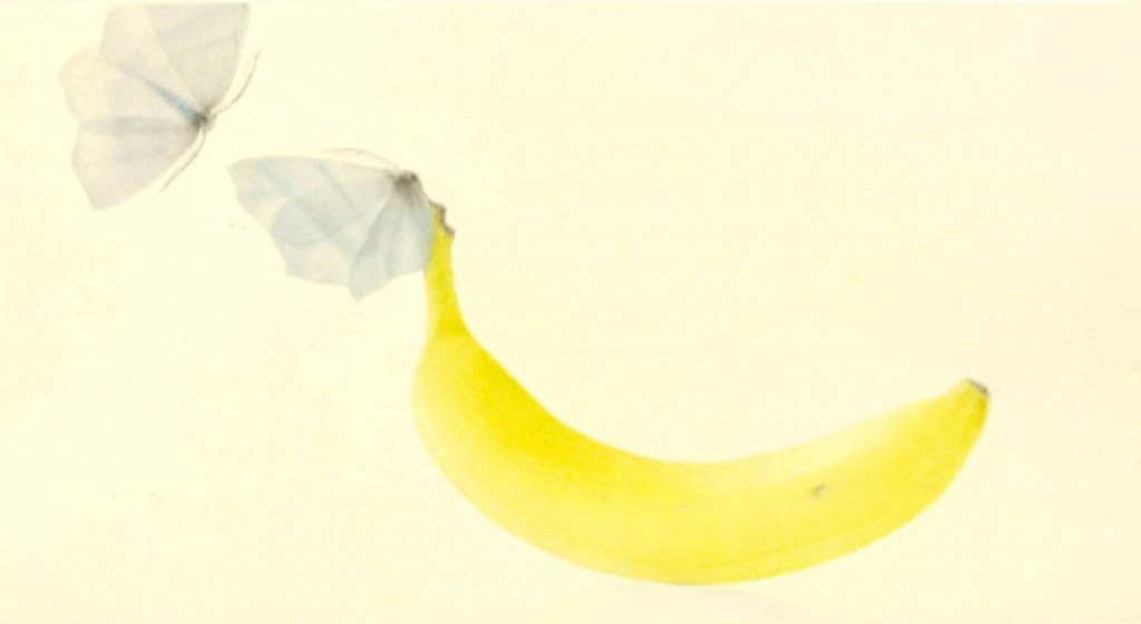 Mikio Watanabé - Une banane - 2014 - Manière noire