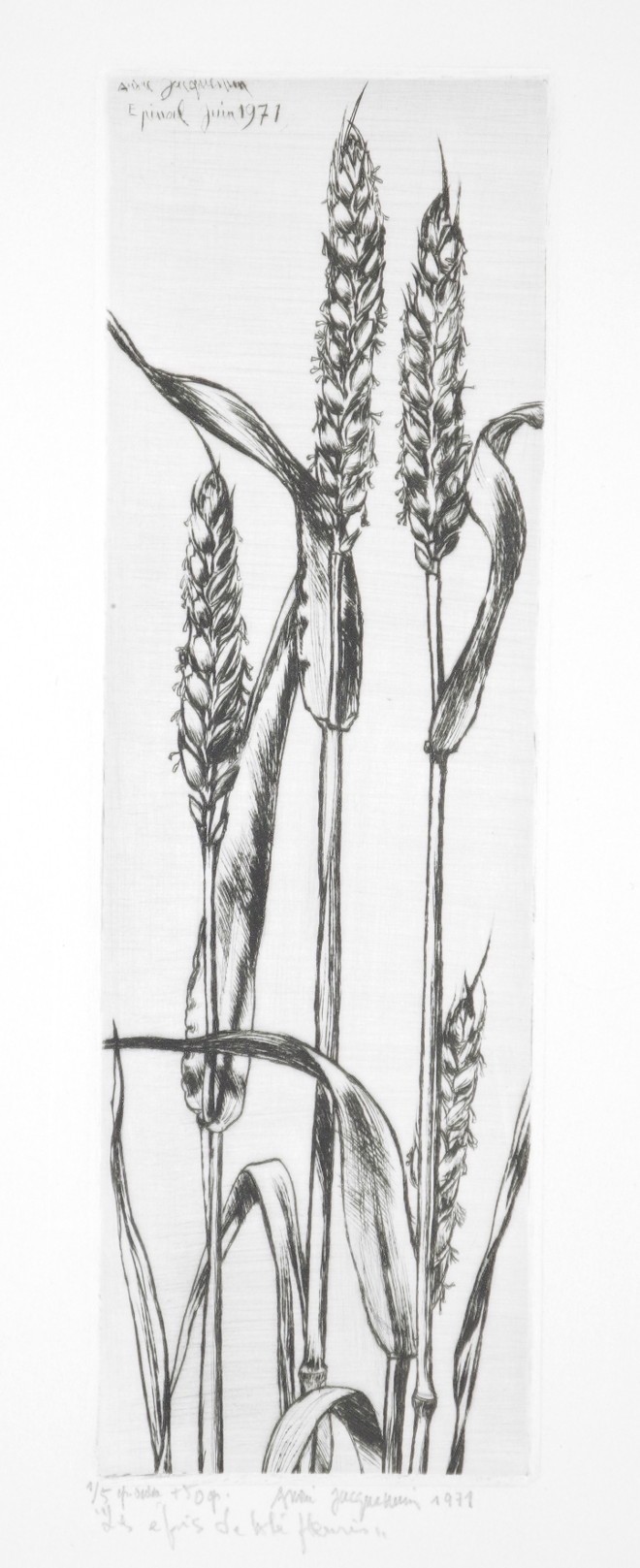 André Jacquemin - Les épis de blé fleuris - 1971 - Pointe sèche.